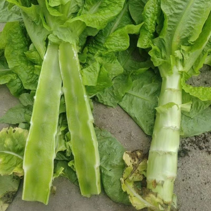 龙盛绿水青山莴笋种子三青笋浓香莴苣耐寒青皮青肉春秋季播蔬