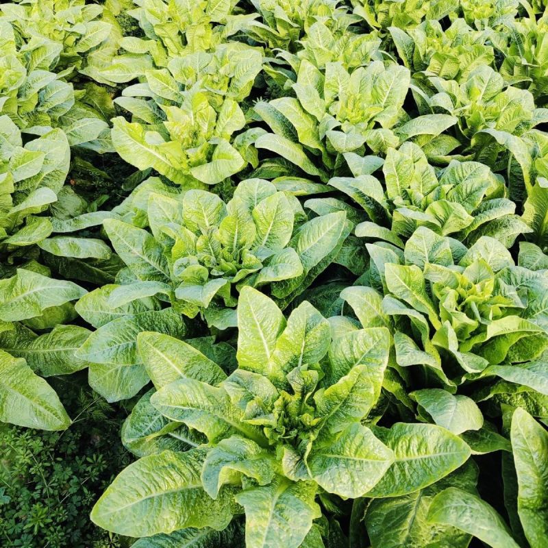 龙盛绿水青山莴笋种子三青笋浓香莴苣耐寒青皮青肉春秋季播蔬