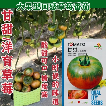 甘甜口感型水果番茄种子酸甜可口草莓西红柿种子带绿肩高糖