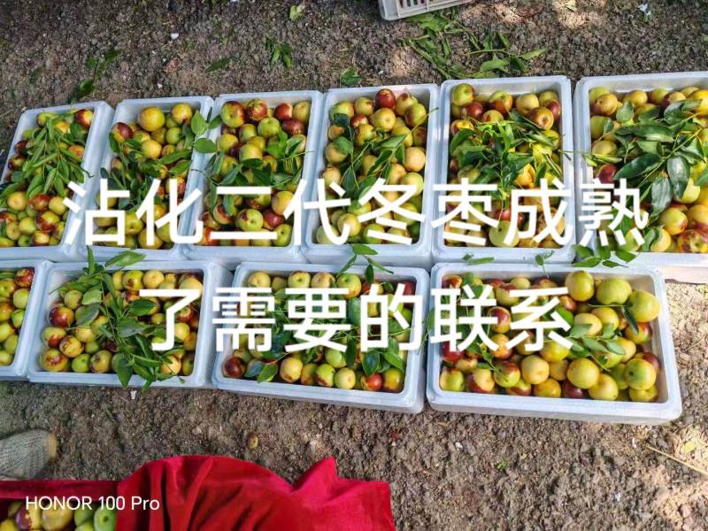 沾化二代冬枣