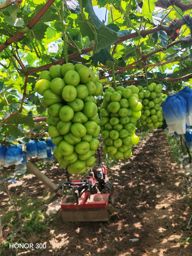 大颗的阳光玫瑰，串行大，欢迎各位关注