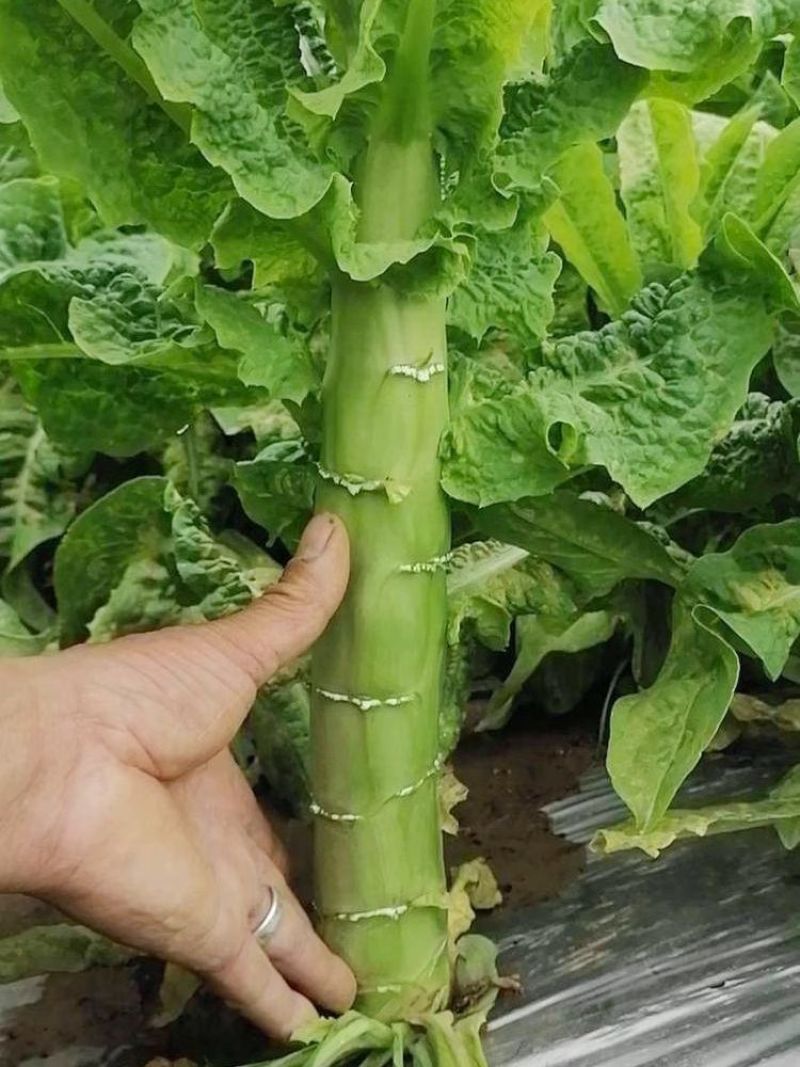 龙盛新大地青莴笋种子绿叶绿皮绿肉香莴苣种籽农家春秋播蔬菜