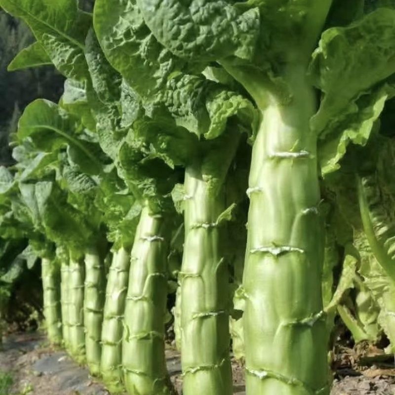 龙盛新大地青莴笋种子绿叶绿皮绿肉香莴苣种籽农家春秋播蔬菜