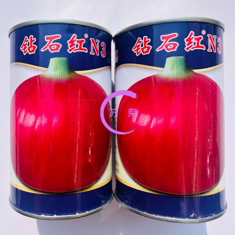 钻石红N3洋葱种子丰产性好半高桩紫红皮洋葱辣味浓
