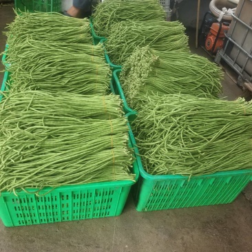 脆绿泡豇豆成都崇州