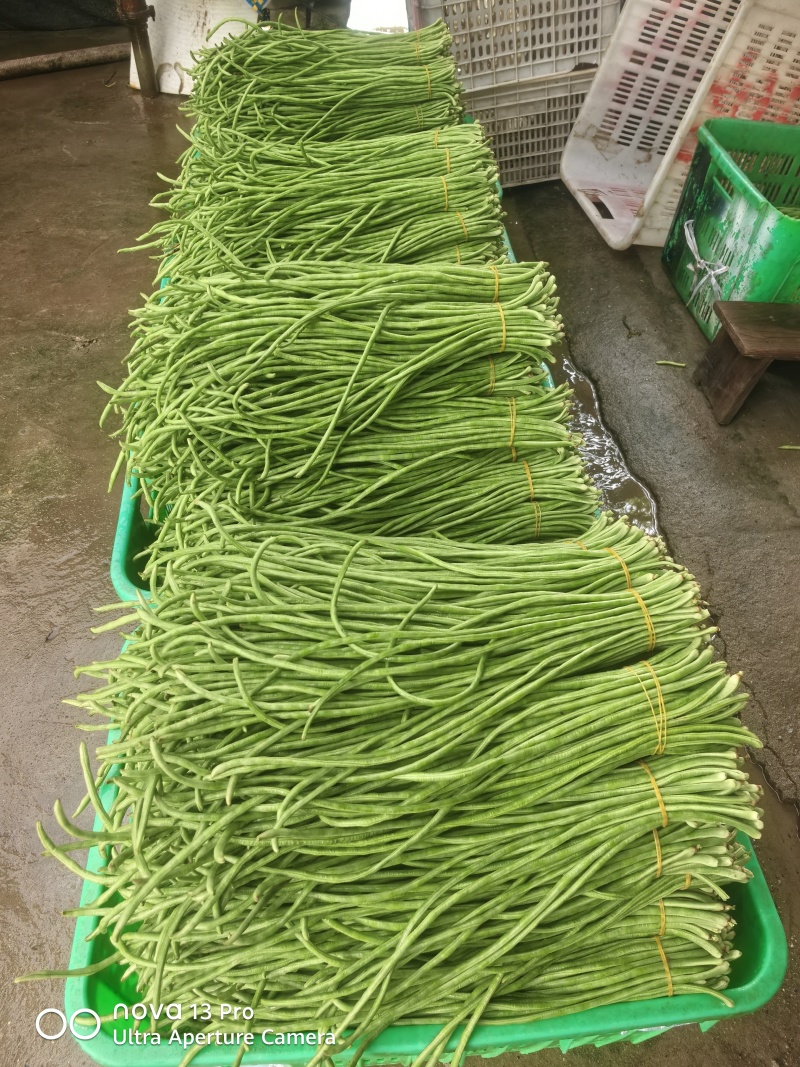 脆绿泡豇豆成都崇州
