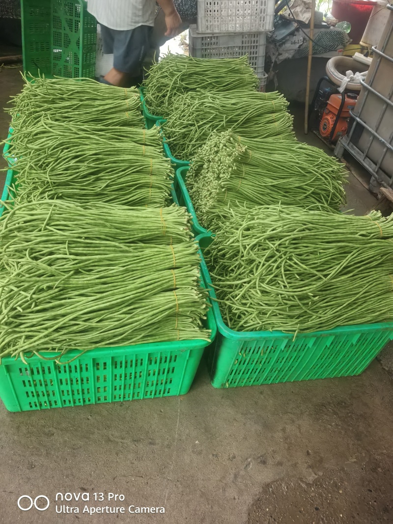 脆绿泡豇豆成都崇州
