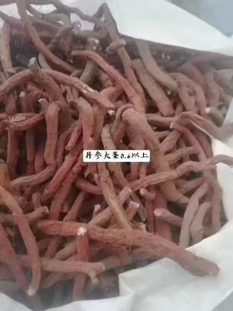 丹参优质正品厂家直销详询电话