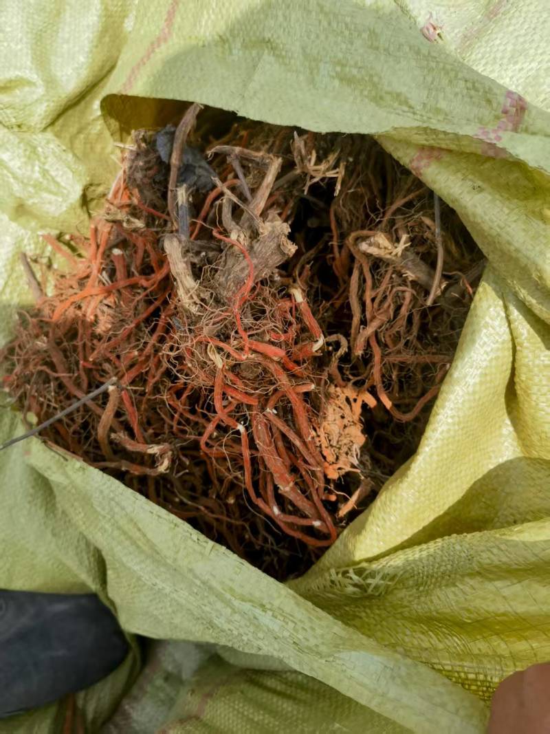 丹参优质正品厂家直销详询电话