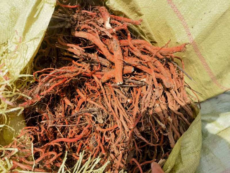 丹参优质正品厂家直销详询电话