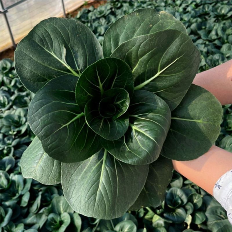 德高黑塔青菜种子矮箕苏州青矮株型耐低温抗寒性强