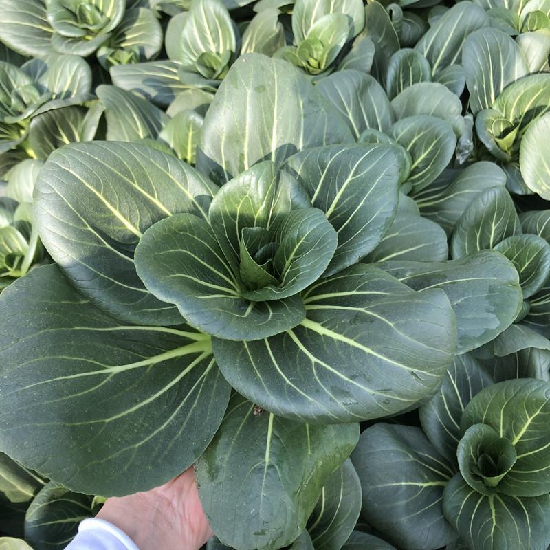 德高黑塔青菜种子矮箕苏州青矮株型耐低温抗寒性强
