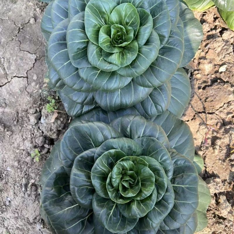 德高黑塔青菜种子矮箕苏州青矮株型耐低温抗寒性强