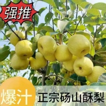 砀山酥梨百年老树，肉质细腻无渣。供商超电商批发。