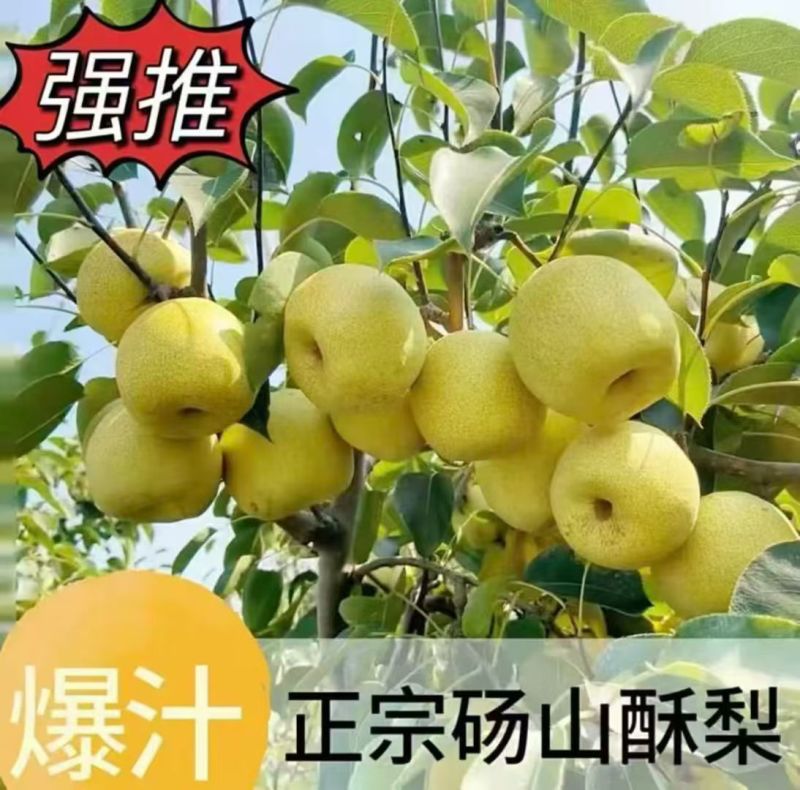 砀山酥梨百年老树，肉质细腻无渣。供商超电商批发。