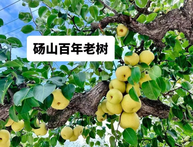 砀山酥梨百年老树，肉质细腻无渣。供商超电商批发。