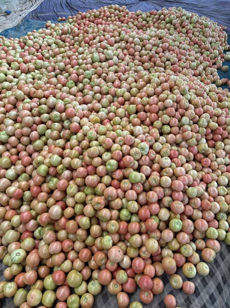 冷棚硬粉
