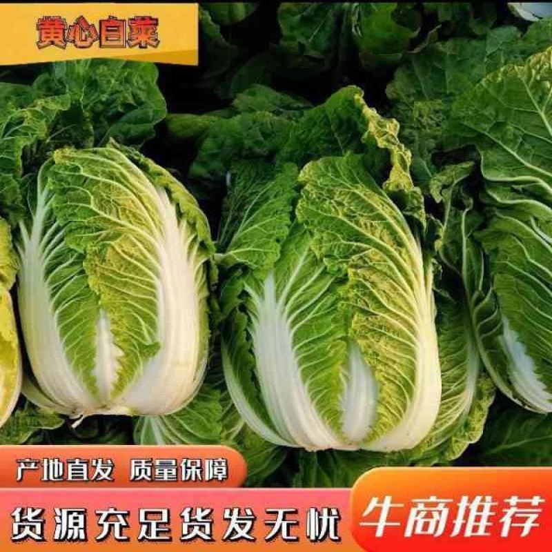 大白菜便宜卖