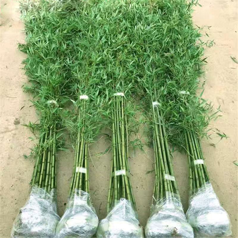 毛竹苗庭院风水竹北方可种耐寒植物盆栽室外大型斑竹竹苗四季