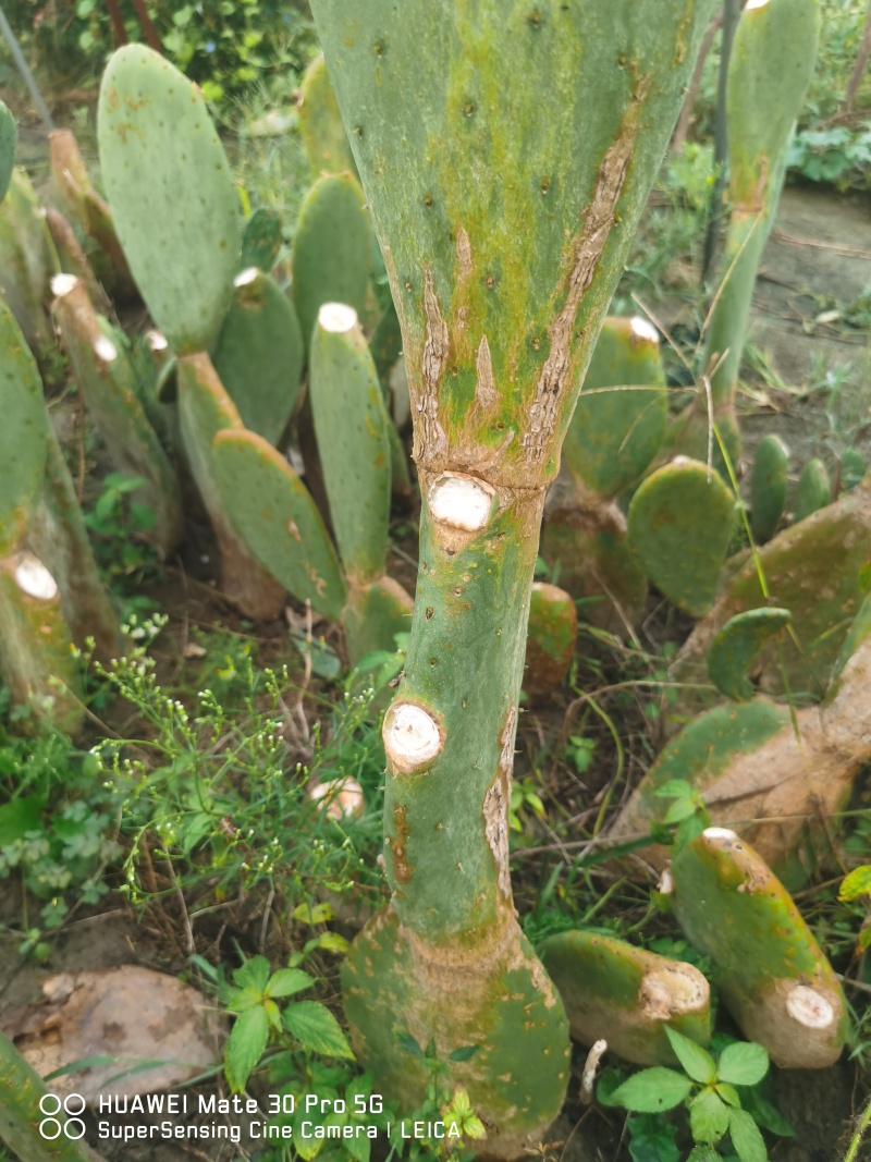 米邦塔仙人掌老桩，