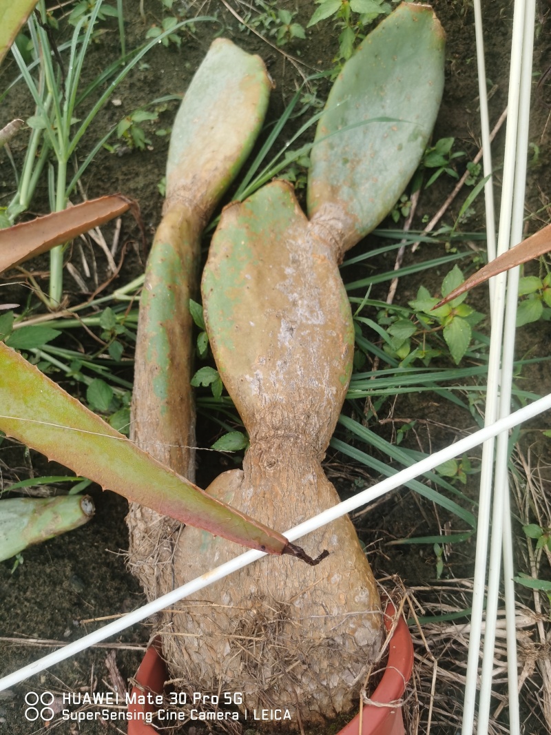 米邦塔仙人掌老桩，