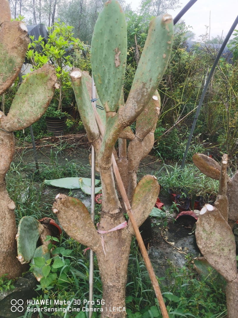 米邦塔仙人掌老桩，