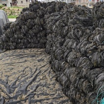 《产地直发》烘干海带头、无沙海带量大从优保质保量一条龙服