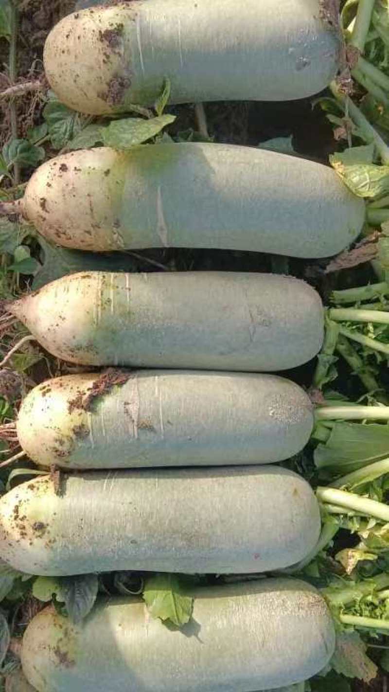 安徽毛集