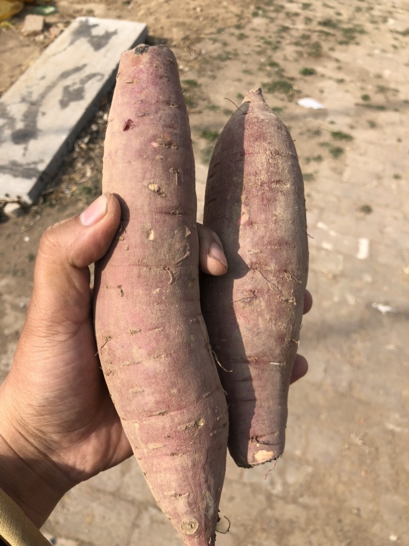 红瑶红薯、榴莲蜜薯