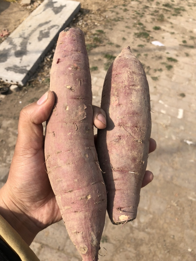 红瑶红薯、榴莲蜜薯