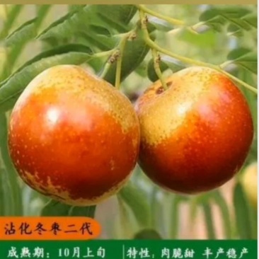 冬枣