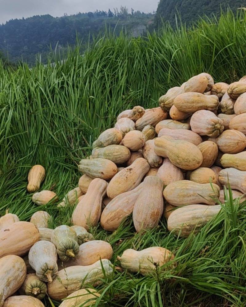 精品密本南瓜