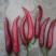 红斌，红海，京贵红产地直供量从优全国发货