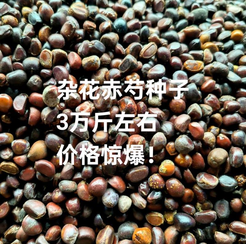 杂花赤芍种子