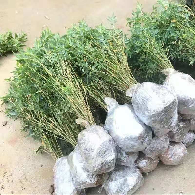 竹子苗毛竹苗楠竹苗绿化竹四季青竹苗竹楠竹种苗竹子大型楠竹
