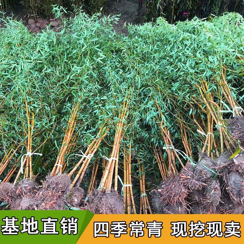 竹子苗毛竹苗楠竹苗绿化竹四季青竹苗竹楠竹种苗竹子大型楠竹