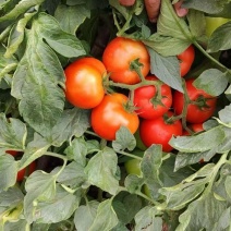 贵州精品西红柿、石头番茄🍅产品地一手货源、大量供应全国