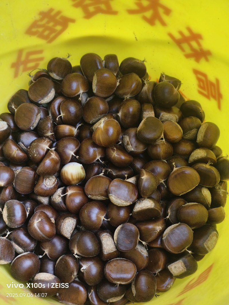 栗子