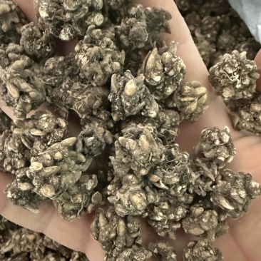 精选黄皮大颗粒猫爪草