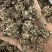 精选黄皮大颗粒猫爪草