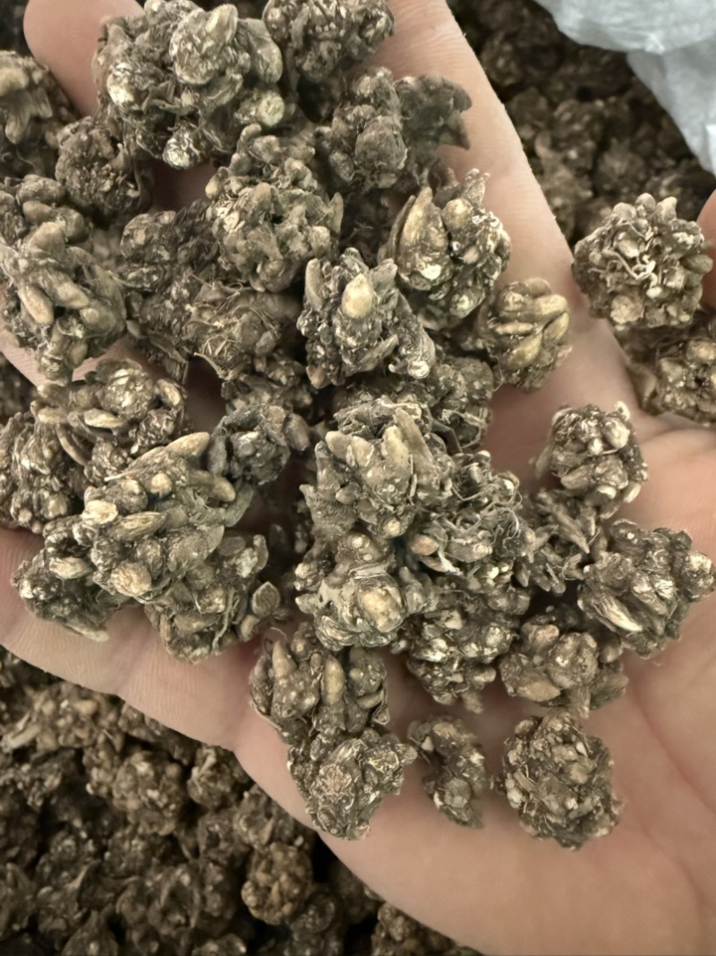 精选黄皮大颗粒猫爪草