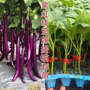 紫红线茄嫁接苗杭茄苗抗病能力强产量高大量现苗发