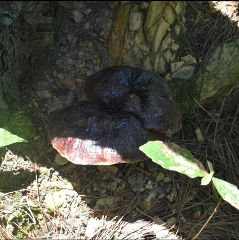 桂林灵芝