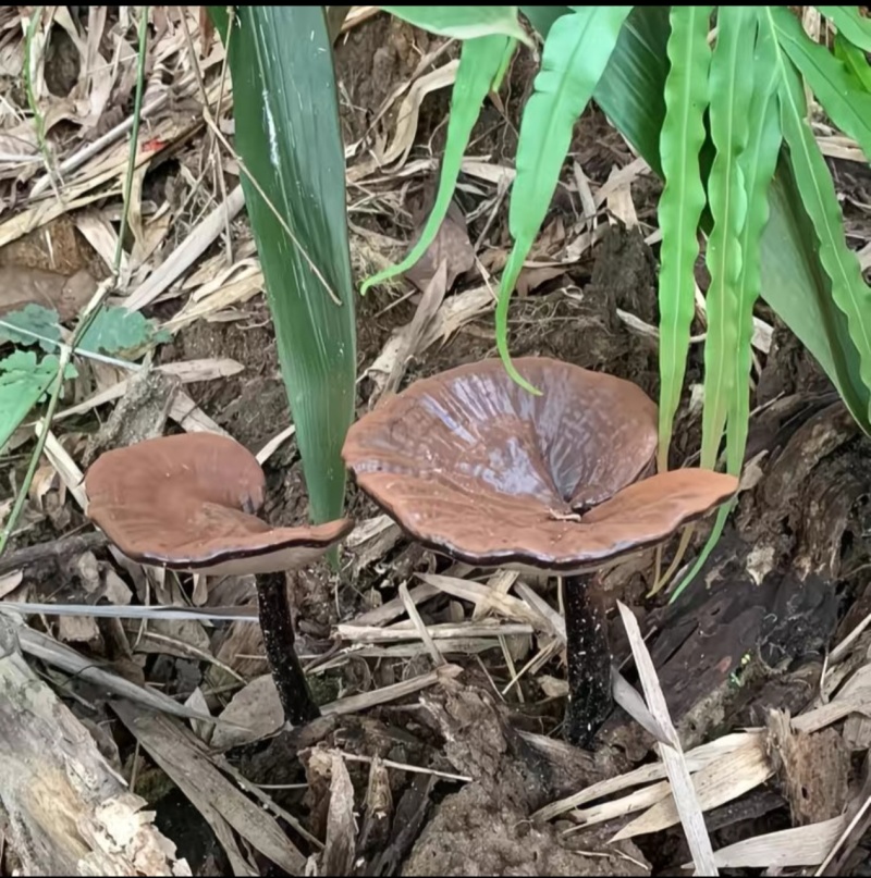 桂林灵芝