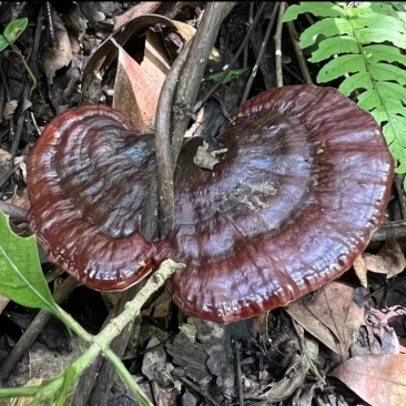 桂林灵芝