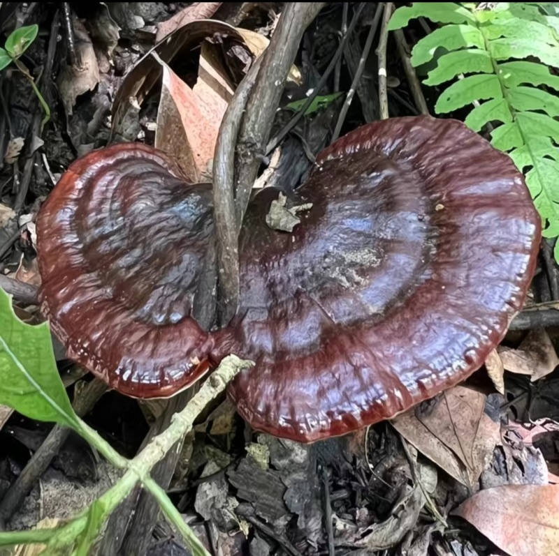 桂林灵芝