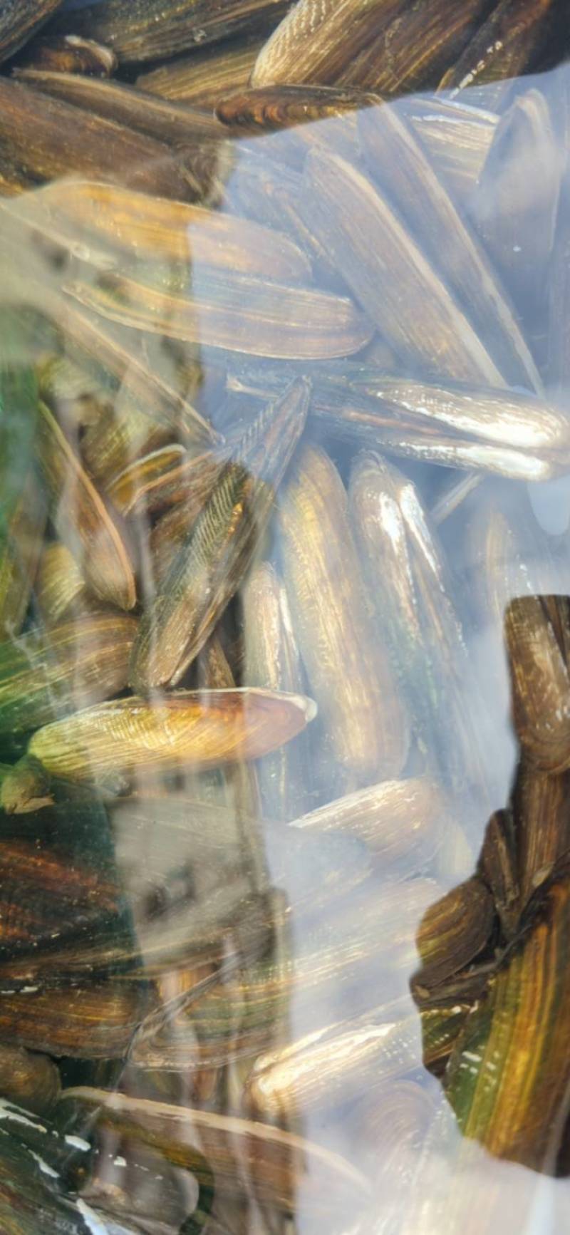 广东清远北江河鲜刀蚬长期