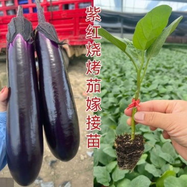紫红烧烤茄子苗绿长茄苗面包茄嫁接苗各种长茄圆茄苗都有