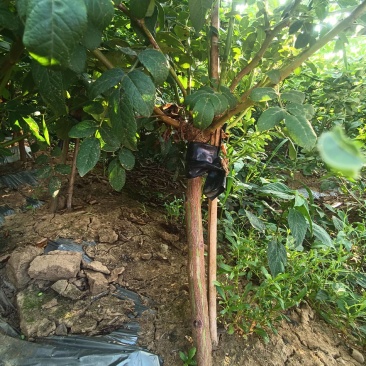 无刺蔷矮桩