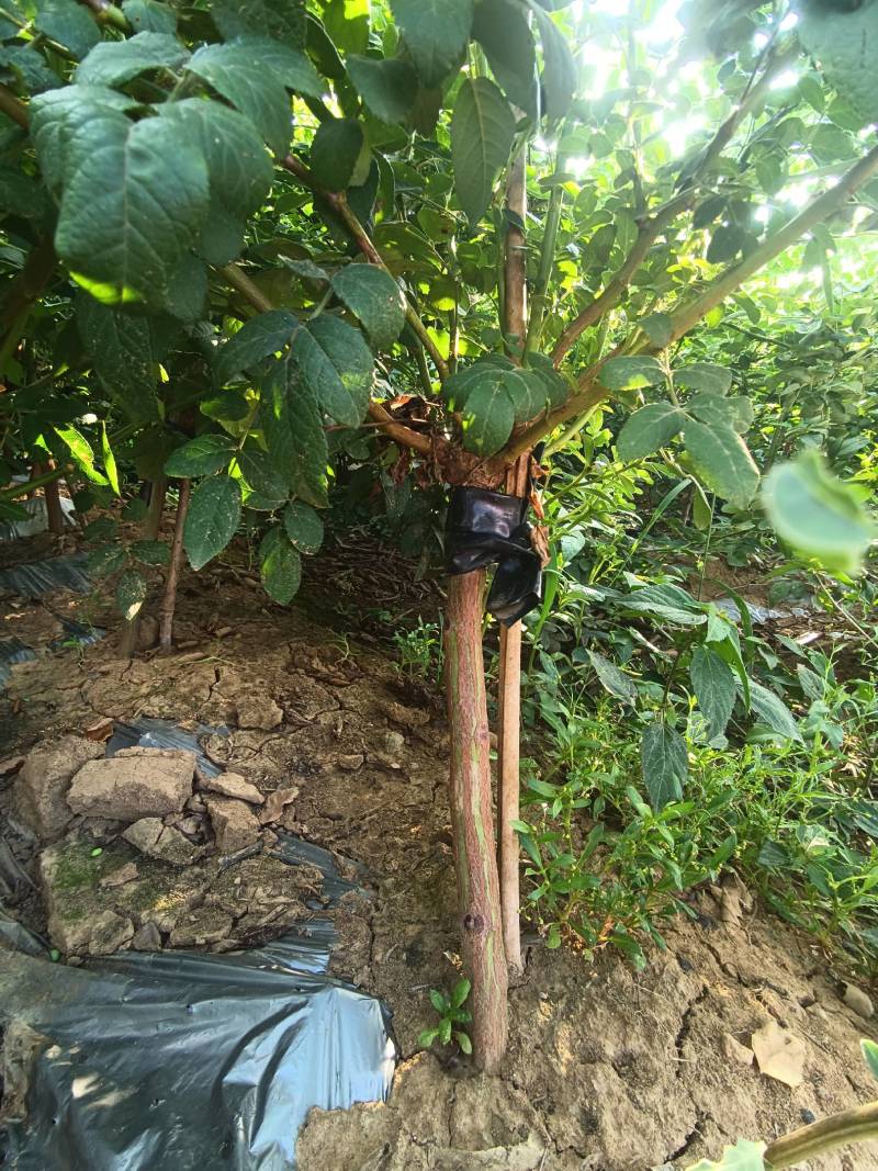 无刺蔷矮桩